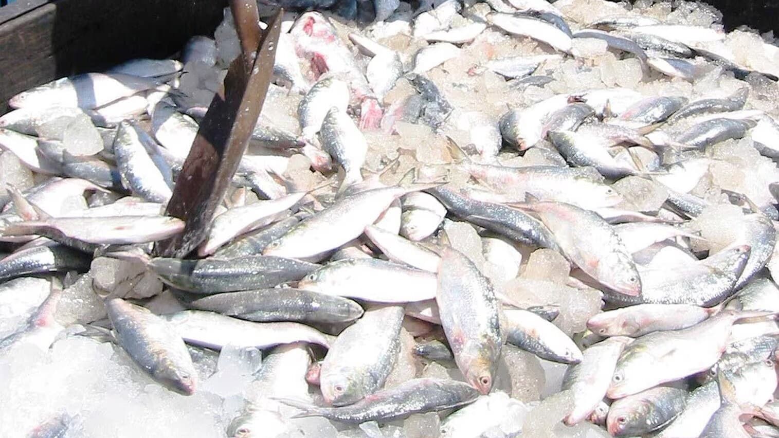 Hilsa Fish/Ilish Maach