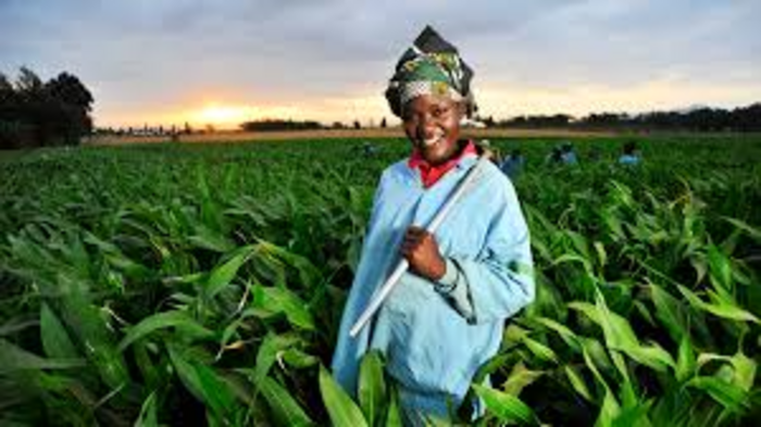 India and Africa are working together in the agriculture sector
