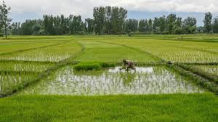 Agriculture Sector Promotes Sustainable Farming Practices