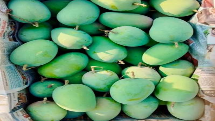 India opens sea route for Banganapalle mango exports to Singapore
