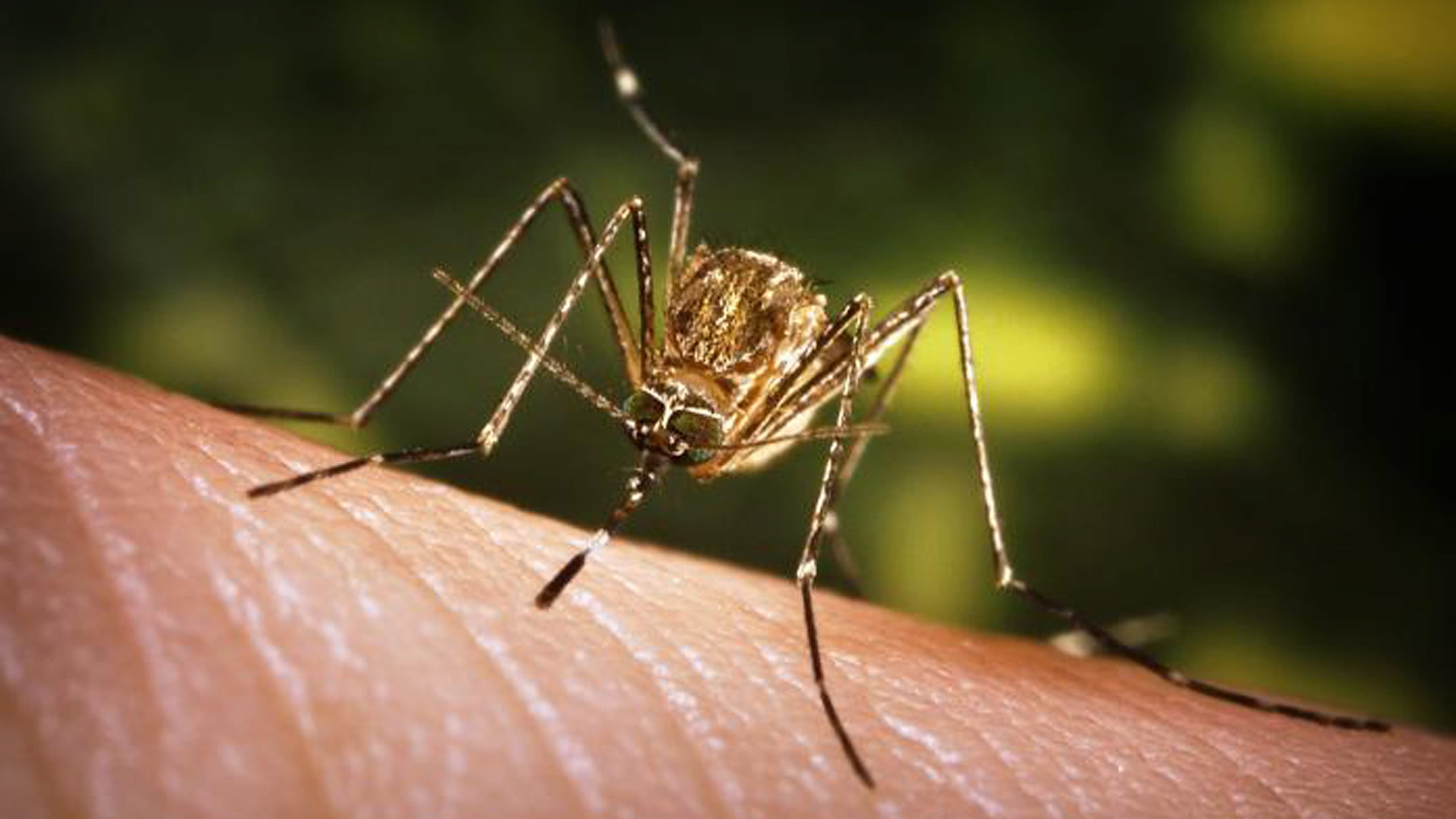 Assam reports 7 Japanese Encephalitis deaths, NHM clarifies distinction from AES
