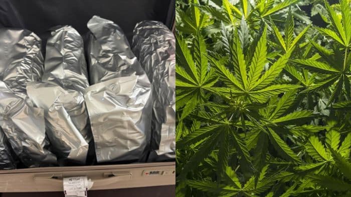 Ahmedabad airport customs seize hydroponic marijuana worth Rs 11 crore from Bangkok passenger