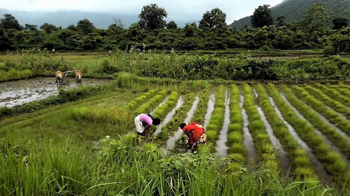 Milestone Achieved in Conservation of India's Wild Rice Genetic Resources