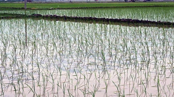Govt steps up El Niño preparedness as monsoon improves, kharif sowing crosses 350 lakh hectares