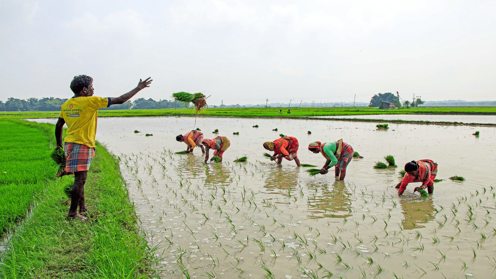 India's monsoon improves, eases Kharif crop risks: Macquarie report