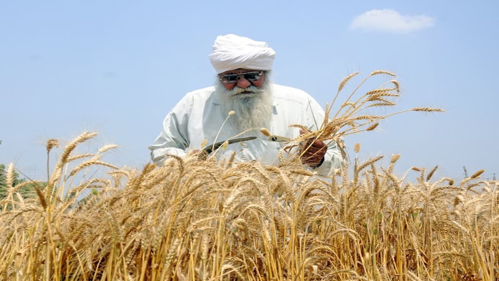 India’s Record Wheat Harvest Opens $1.5 Billion Export Opportunity: ASSOCHAM